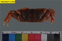 藏品(萬歲大眼蟹)的圖片